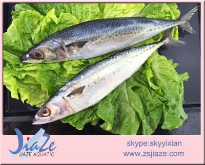 China FROZEN Pacific Mackerel Fish W/R Frozen Mackerel Scomber Japonicu for sale