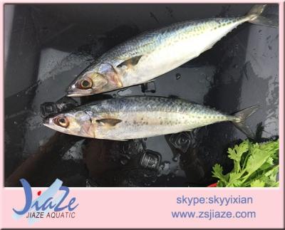 China Frozen sea fish mackerel seafood FROZEN on sale for sale