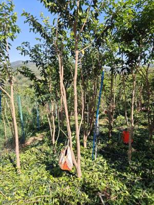 Chine Le bois d'agar de Guangdong est un arbre de 10 mètres plantant des jeunes pousses de santal blanc. à vendre