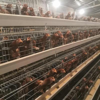 China SONCAP Farms Poultry Equipment Chicken Cage For Layer And Broiler for sale