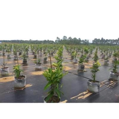 China HDPE OR PP thick weed control mat fabric agriculture anti-grass ground cover for sale