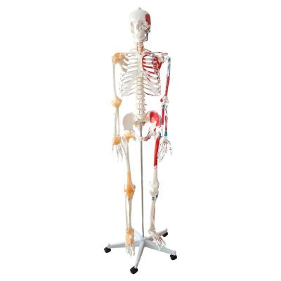 China PVC LES 180CM Live Size Human Skeletal Model Human Skeletal Model Half Ligament Supply And Hand Educational Anatomical Muscle Science for sale