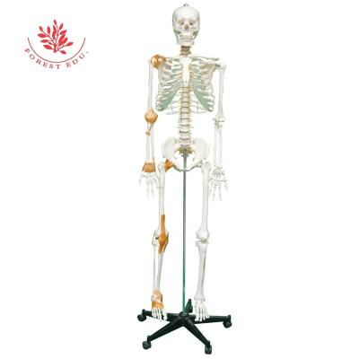 China Medical Educational Supply Human Plastic Skeletal Ligament Model 180cm Mainly Highlights Six Major Joints Of The Body Medical Human Anatomy Modes for sale