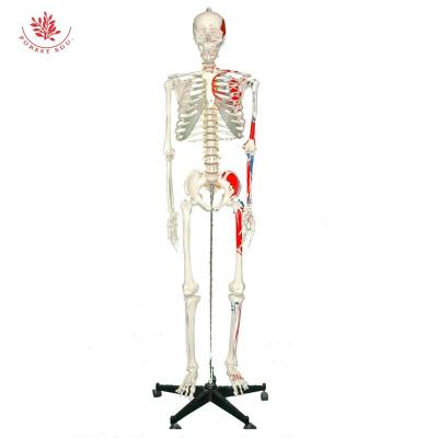 China Anatomical Model Supply PVC Material 180CM Real Muscle Medical Skeletal Educational Image Half Human Life Size Model for sale