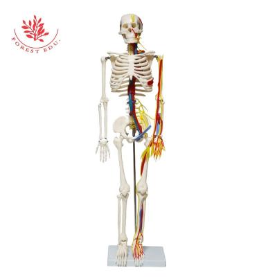 China High Quality Anatomy Skeleton Supply Human Skeleton Model With Heart Artery Medical Educational Model 85cm Half Blood Vessels Teaching Model for sale