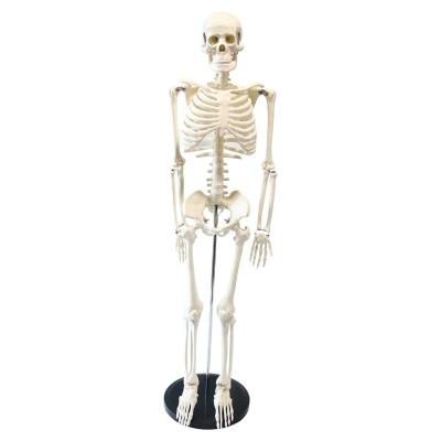 China Pure White PVC Material Human Skeleton Vertical Medical Educational Anatomical Models Supply Metal Support Medical Teaching Aid For Students for sale