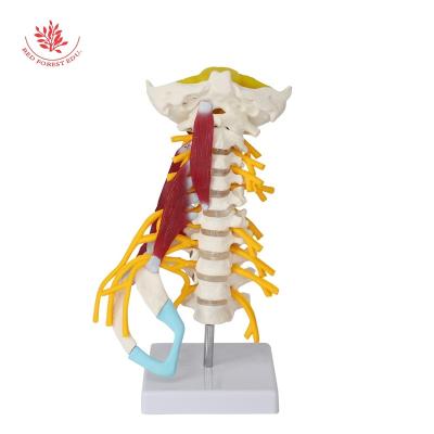 China Supply Human Advanced Cervical Spine Model Human Advanced Cervical Spine Anatomy Model Medical Science Teaching Educational Resources for sale