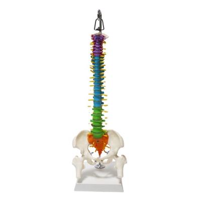 China With Nerves Medical Anatomical Spine Model Didactic Colored Flexible Medical Educational Supply Medical Model Half Life Quality Sized 45cm Hanging Version for sale