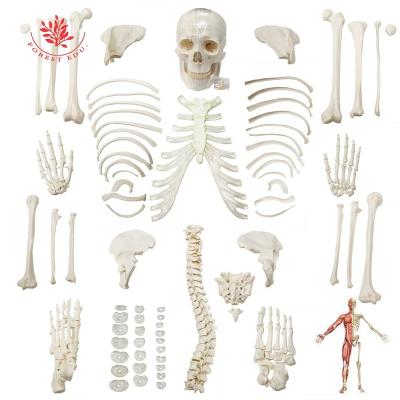 China Medical Educational Supply Scattered Bones With Skull Full Body PVC Material 206 Pcs Disarticulated Human High Quality Skeleton for sale