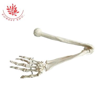 China High Quality Life Size Medical Educational Supply Medical Science PVC Material Used For Education Teaching Upper Limb Bone Anatomy Model for sale