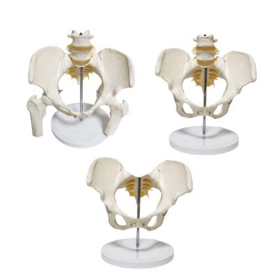 China Life Size Anatomy Models Human With Femur Model Human Female Hip Pelvis Lumbar Vertebra PVC Human Medical Educational Pelvic Model Supply 2 for sale