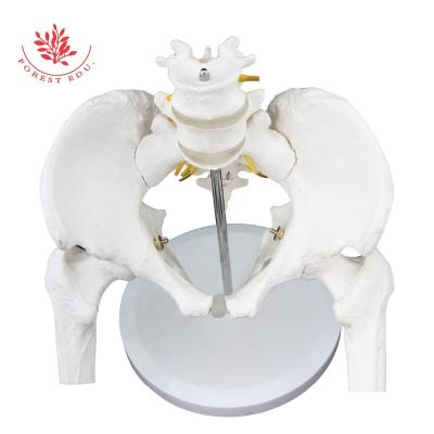 China 2 3D Hip Vertebra PVC Model Supply Female Pelvic Model Lumbar Life-Size Material Medical Educational Pelvic Femur Material for sale