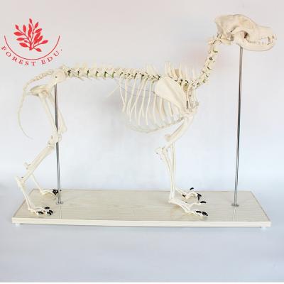 China Best Medical Educational Quality Supply Promotion Model Canine Product Big Dog Skeleton for Veterinary Teaching for sale