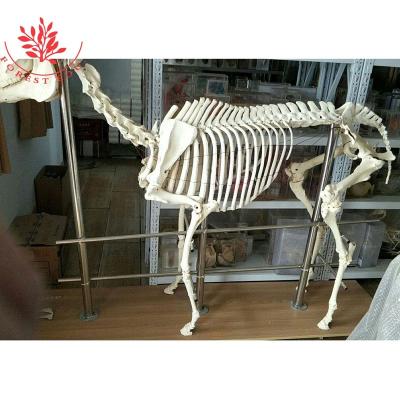 China Horse Medical Educational Animal Skeleton Size Nature Specimen Supply Medical Model for sale