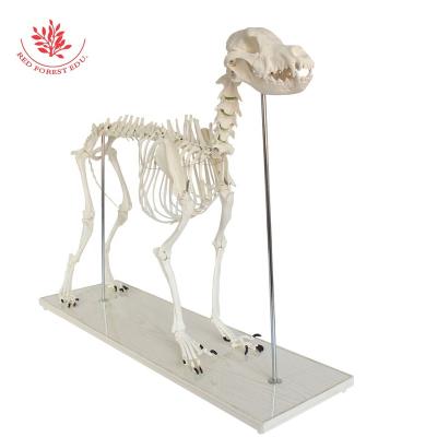 China Best Quality Medical Model Veterinary Biology Teaching Large Dog Medical Educational Animal Canine Dog Skeletal Model Dog Supply Model for sale