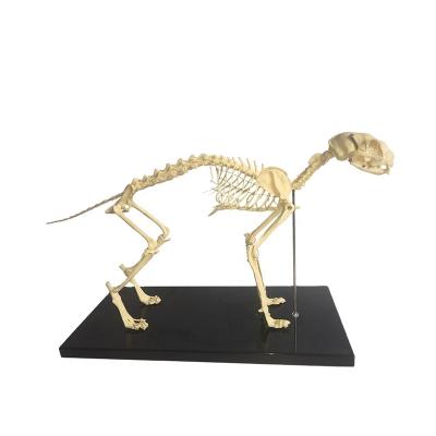 China Nature-size Canine Veterinary Supply Medical Educational Subject 64*20*26cm Medical Science Anatomical For Pet Shop Cat Skeleton Educational Animal Model for sale