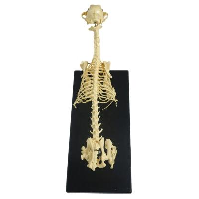 China Best Quality Medical Model Supply Veterinary Biology Teaching Small Dog Skeleton Model Medical Educational Animal Anatomy Skeleton Model for sale