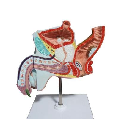 China Human Male Genital Reproductive System Anatomy Medical Science Anatomy Model PVC Prostate Model Medical Education Lab Biology Male Genital Organ for sale