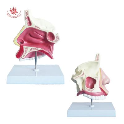 China Medical Educational Nasal Cavity Anatomical Model Supply Medical Nasal Cavity Pharynx Nose and Throat Human Nasal Model for sale