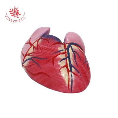 China The Human Model Medical Plastics Heart Model Medical Educational Supply Heart for sale