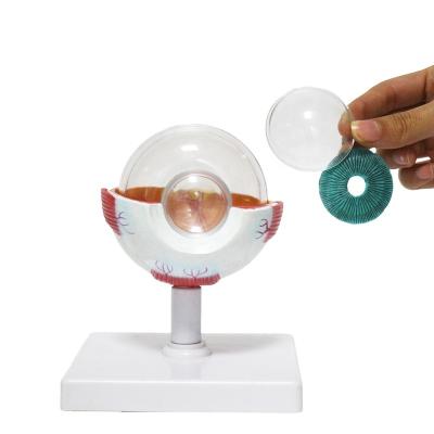 China Supply Medical Educational Human Eye Model For Plastic Medical Model 6 Times Enlarge Educational Science 7-Part Removable Eye Model for sale