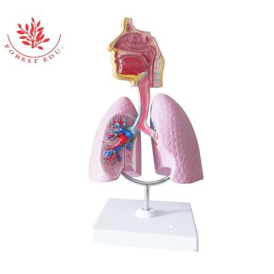 China High Quality Human Respiratory Apparatus PVC Material Lung Anatomy Model Teaching Pharmaceutical Model Supply Medical Educational Human Anatomy Model for sale