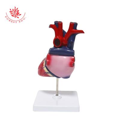 China Medical Educational Supply 2 Parts Anatomical Human Heart Teaching Plastic Medical Model for sale