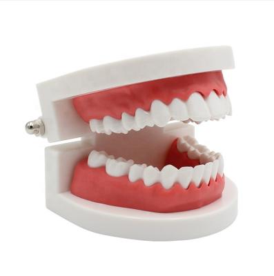 China Dental Models Life Standard Size Dental Model Removable Oral For Student Health Care Practice Upper Jaw Medical Science Teeth Model for sale