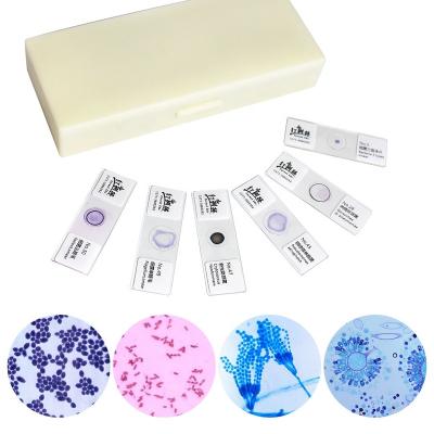 China Microscope Bacterial High Clarity Accessories Slide Educational Equipment 50 Kinds Kit Fungi And Bacteria Microbe Cell Biology Film Slides for sale