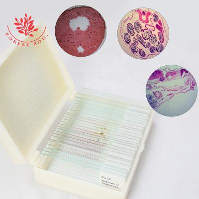 China Microscope Accessories Prepared Microscope Slides Educational Equipment Development Series Frog Embryo Biology Prepared Microscope Slides for sale