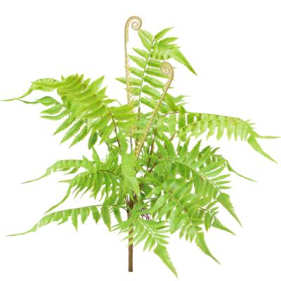 China Theme Park Artificial Landscape Trees Fern Bush 20-40cm Natural Looks Realistic for sale