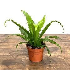 China Modern Plastic Potted Artificial Bonsai Bird Nest Fern for sale