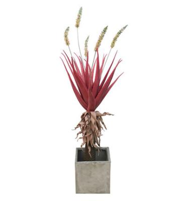 China Red Giant Succulent Artificial Tropical Tree Potted Plant Indoor Home Decoration for sale