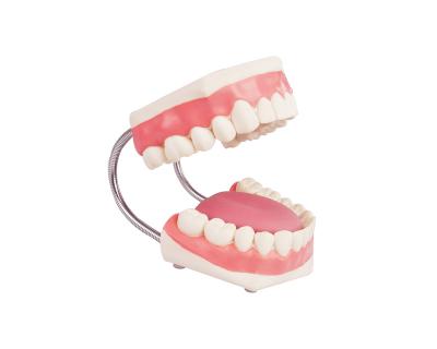 China School Model Enlarged Dental Care Teaching Model for sale