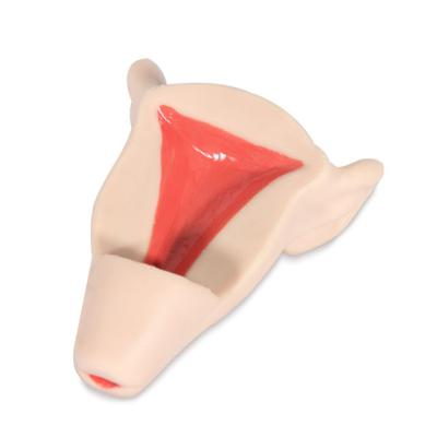 China School III IUD Teaching Model Training Model for sale