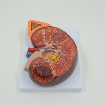 China Teaching model Enlarged Kidney, school model enlarged 3 times for sale