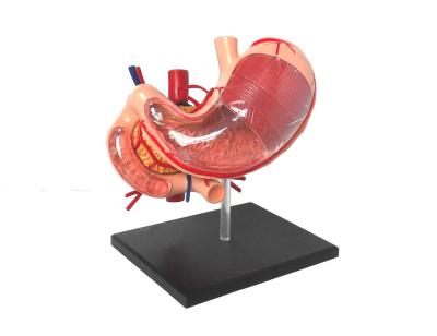 China Teaching School Stomach Model 9 Parts Anatomical Model for sale