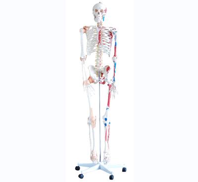 China School Teaching Human Skeleton Model with Muscle and Ligaments Colored for sale