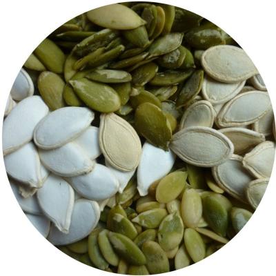 China China Snow Dry White Pumpkin Seeds for sale