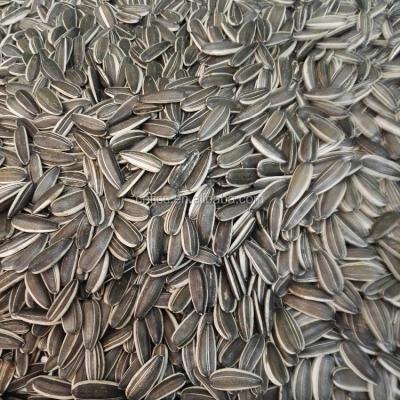 China 3939 Sunflower Kernel Changsheng Sunflower Seeds for sale