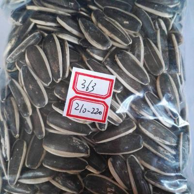 China Cheap dry sunflower seeds 363 with good quality and best price for sale