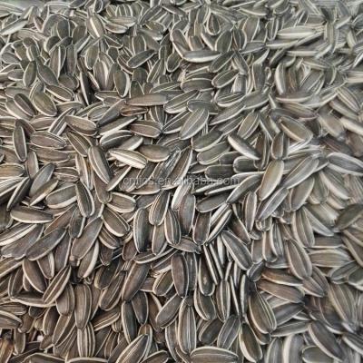 China Good Quality Black Sunflower Kernel Sunflower Seeds With Best Price for sale