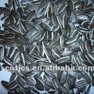 China Chinese high quality dry sunflower seeds 5009 for sale