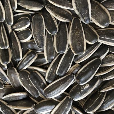 China Chinese sunflower seeds dry different type 361, 363, 5009, high quality 601 for sale