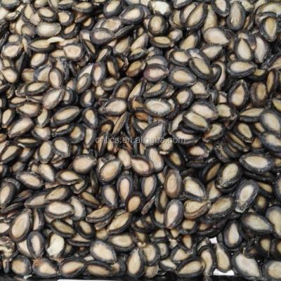 China Watermelon Black Watermelon Seed with Good Quality and Best Price for sale