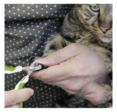 China Viable Cheap Price Balance High Quality Pet Nails Professional Small Volume Pet Scissors for sale