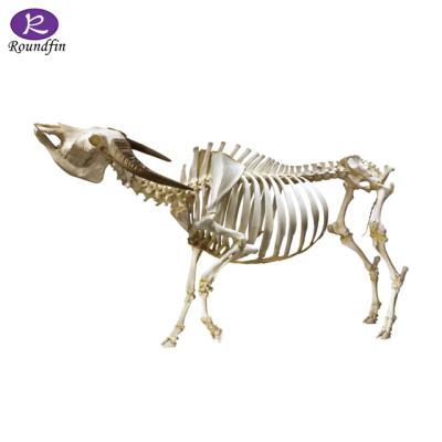 China Vivid cow anatomy model plastinated cow model specimens for sale