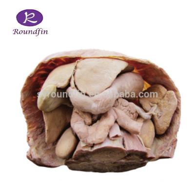 China Non-toxic human anatomical model of liver, pancreas, spleen, stomach and duodenum for sale