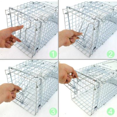 China Collapsible Live Animal Trap Cage (For Mouse /Cat/Dog/Fox/Dingo/Rabbit/Raccoon) for sale