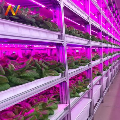 China Greenhouse Hydroponics System Hydroponic Trays Growing System Plant Plant with LED Light Best for Veg or Medicinal Plant for sale